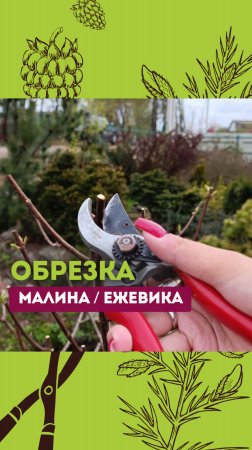 ПОДРЕЗКА КУСТАРНИКА  малина / ежевика