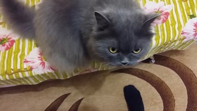 Певец - Україна має талант... смотреть онлайн