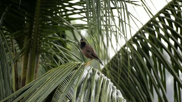Shalikh / Common Myna or Indian Myna (Acridotheres tristis) смотреть онлайн