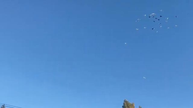 Голуби Казахстана. Гон молодняка смотреть онлайн