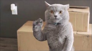 ПРИКОЛЫ С КОТАМИ - С ОЗВУЧКОЙ - Самые Смешные Животные - Смешное видео с котами!