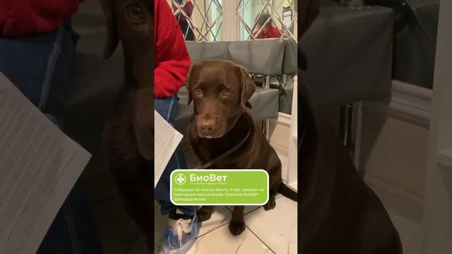 Лабрадор по имени Фанта, 6 лет, пришел на ежегодную вакцинацию. Клиника БиоВет Домодедовская.