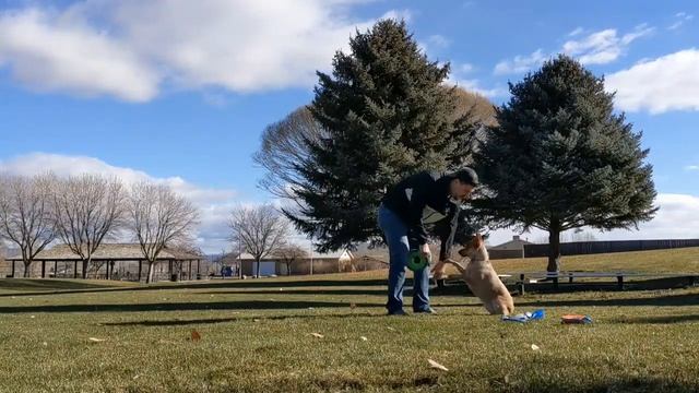 Rosie!!! Advanced dog tricks, tips and tricks смотреть онлайн