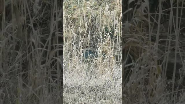 Ондатра, она такая, любит поесть смотреть онлайн