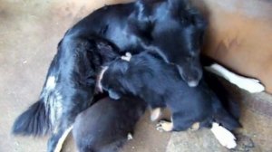 #Животные,забавные,смешные щенки до 1мес,кормление,лечение.puppies