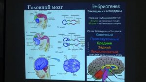10. Морфология центральной нервной системы-1. Физиология человека - Ловать М. Л. Teach-in.