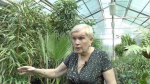 Обустройство теплицы. Часть 1