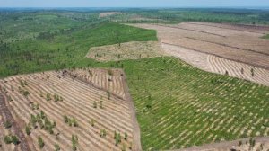 Пролет над участками лесовосстановления