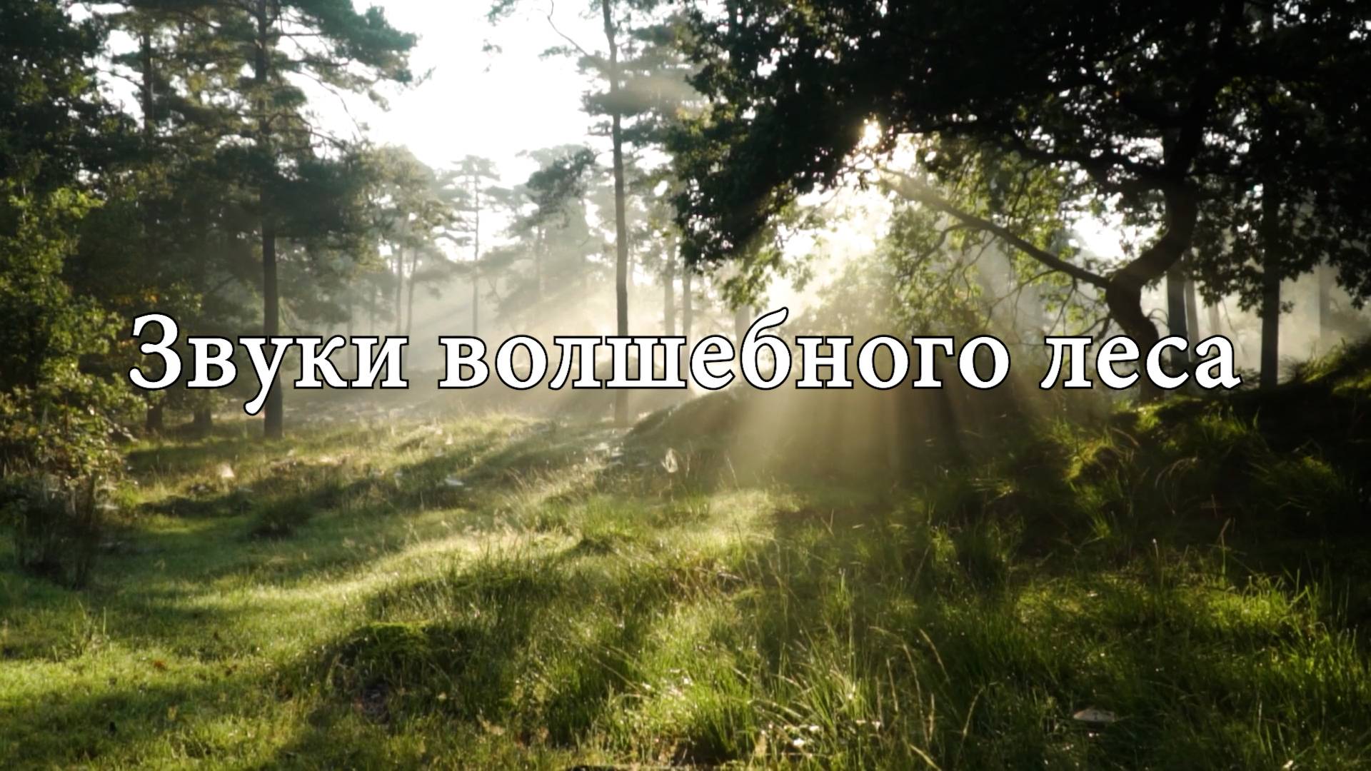 Волшебные Звуки Леса | Расслабляющая Природная Атмосфера для Медитации и Сна 🌳🍃🌳