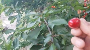 Вот и приехали помошницы собирать вишню и черешню.