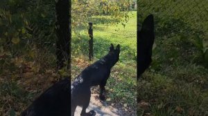 Управление прогулкой: где должна идти собака