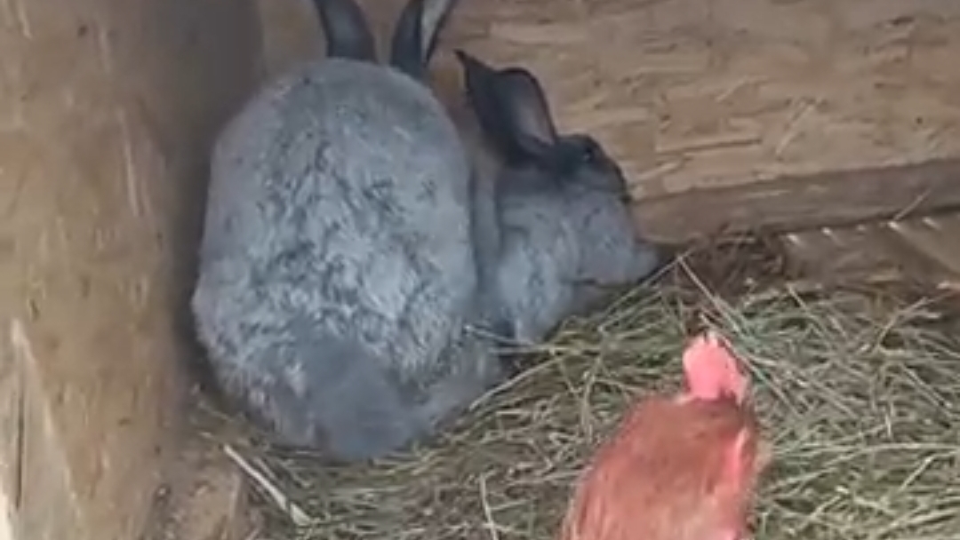 Женитьба кроликов смотреть онлайн