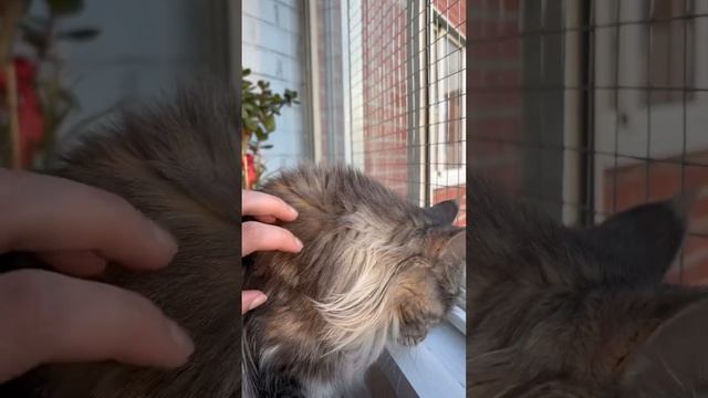 МЕЙНКУН. Просто красивая кошечка) #cats #мейнкун #котики #top