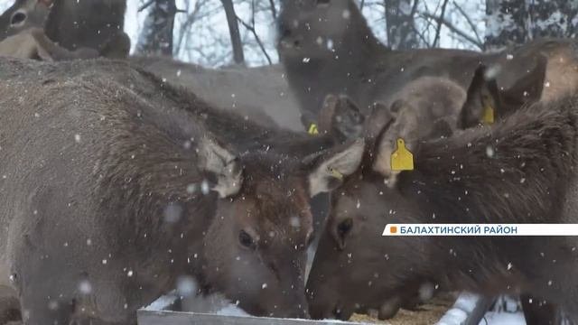 Какие же они милашки:)