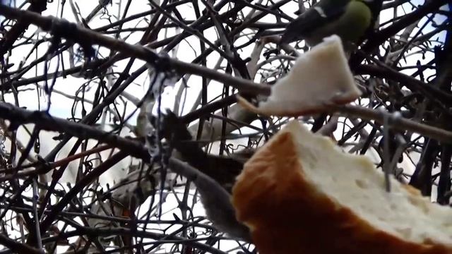 Зимняя подкормка птиц.Winter feeding of birds