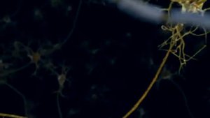 Propagation of action potential