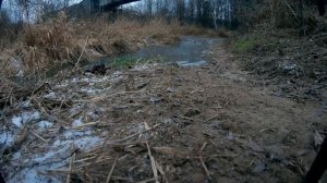 Полет на квадрокоптере через лес. Шери достала квадрокоптер. Ч.1.