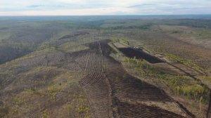 Пролет над участками лесовосстановления
