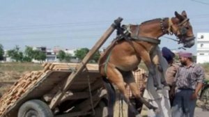 India, Transportation.#Индия -дороги ,транспорт,загрузка тр-та.Россия -отдыхает