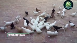 Голуби Ака Шавкат,Бухара Город Каган,Обзор Голубей,Pigeons Aka Shavkat,Bukhara Kagan City!!!