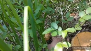 Грибы На каждом шагуШок , НЕ знала куда складывать , Выкинула Чтоб ДОЙТИ , Одна в Лесу .