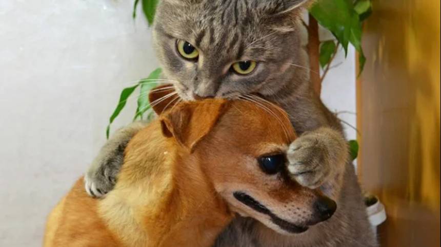 С котиками смешные с озвучкой