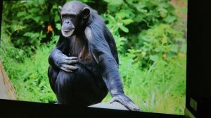 VIVIBRIGHT D1000- 1080P Light on/off Testing, Screen size 100 inches