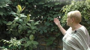 Лианы (Тетрастигма)