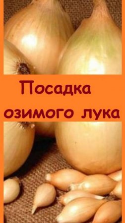 Посадила озимый лук, который очень хорошо показал себя в прошлом году, лучше, чем летний