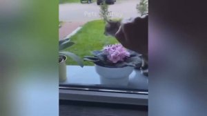 New Funny Animals 2024 😄 Funniest Cats and Dogs Videos 😻🐶 Part 4