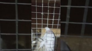 Голуби Казахстан Алматы Тасман