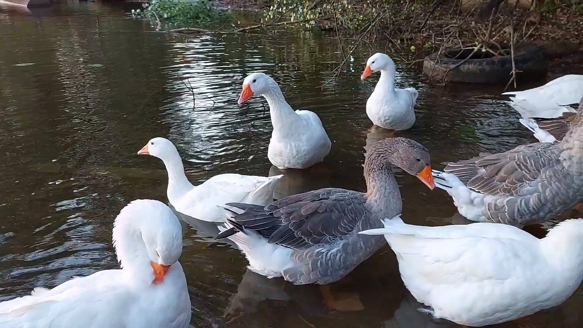 Гуси