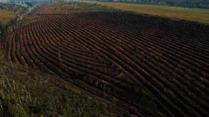 Компенсационное лесовосстановление. СЕРВИСТА