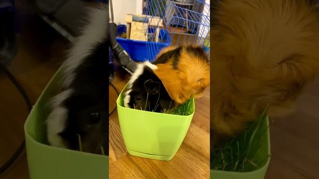 Тайна морской свинки в горшке: уникальный питомец | #морскаясвинка #guineapig