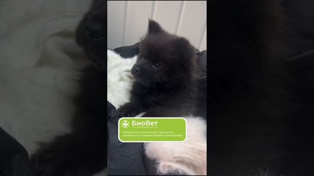 Собачка по кличке Оникс пришла на профосмотр. Клиника БиоВет Новогиреево.