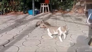 Бои без правил