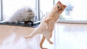 ПРИКОЛЫ С КОТАМИ - С ОЗВУЧКОЙ - Самые Смешные Животные - Смешное видео с котами!