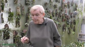 Максиллярия (Maxillaria) – симподиальная орхидея.