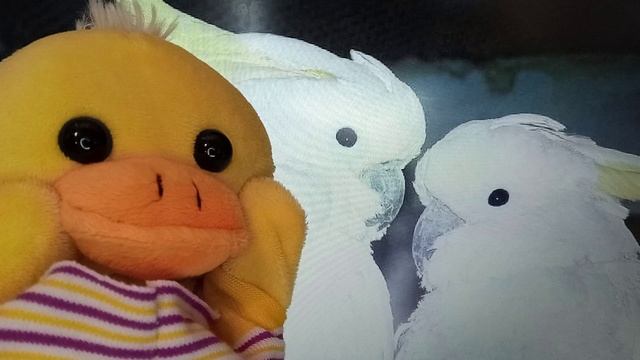 Какаду