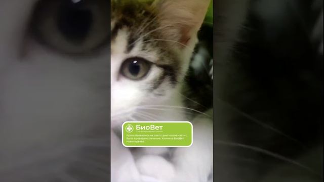 Крохи появились на свет с диагнозом мастит, было проведено лечение. Клиника БиоВет Новогиреево.