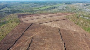 Расчистка участков для лесовосстановления