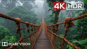 Green AMBIENCE DOLBY VISION 4K HDR So Real Youll Forget Youre Inside 60 FPS