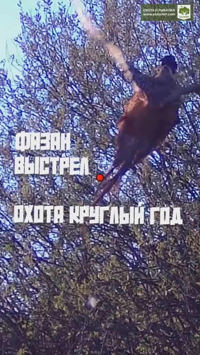 Выстрел по фазану