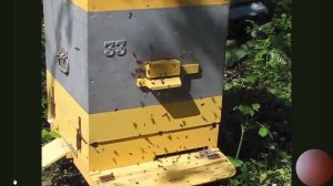 3. Майский взяток.