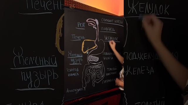 пищеварительная система #биология #биологияегэ #жаннаказанская #умскул