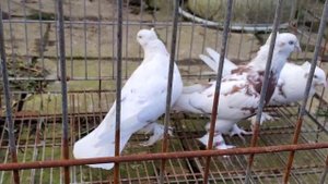 Андижанские Голуби - Кызыл Тош.