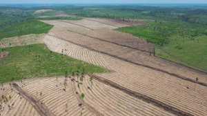 Пролет над участками лесовосстановления