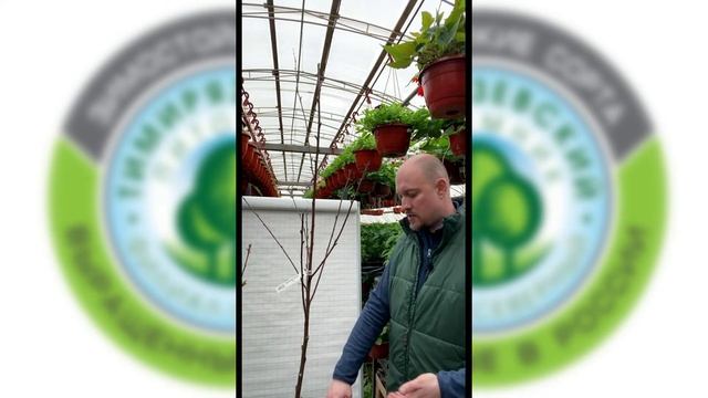 Обрезка и уход за косточковыми и ягодными кустарниками
