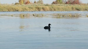 СОК Олимпик