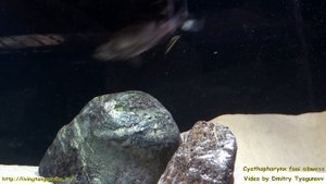 Cyathopharynx foai sibwesa